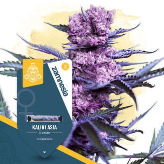 FreshCanna Seeds Kalini Asia (FreshCanna Seeds) Feminized