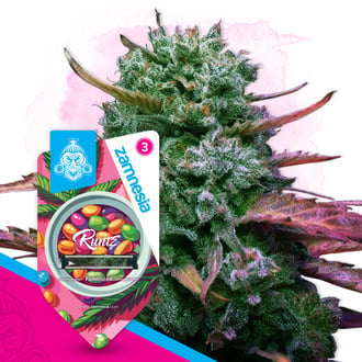 FreshCanna Seeds Runtz (FreshCanna Seeds) feminized